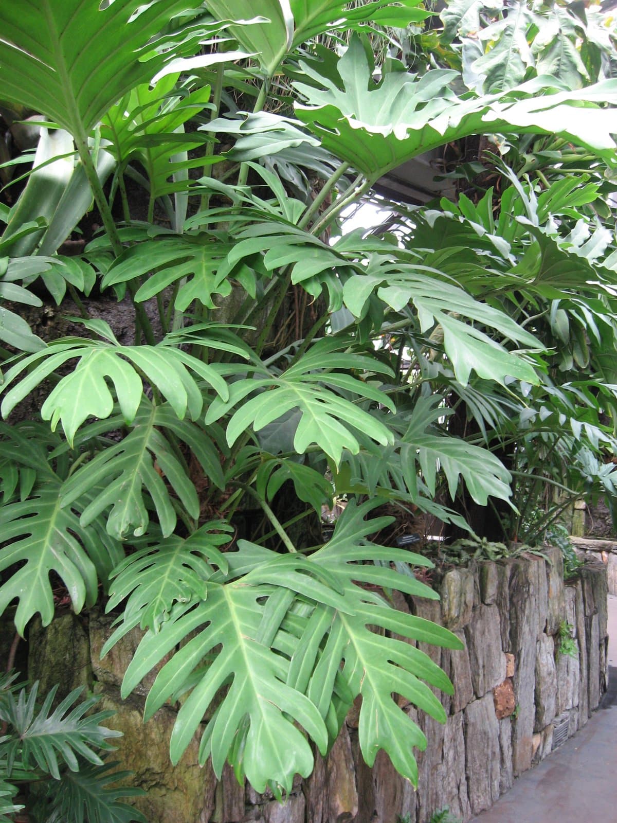 Philodendron pinnatifidum (Jacq.) Schott