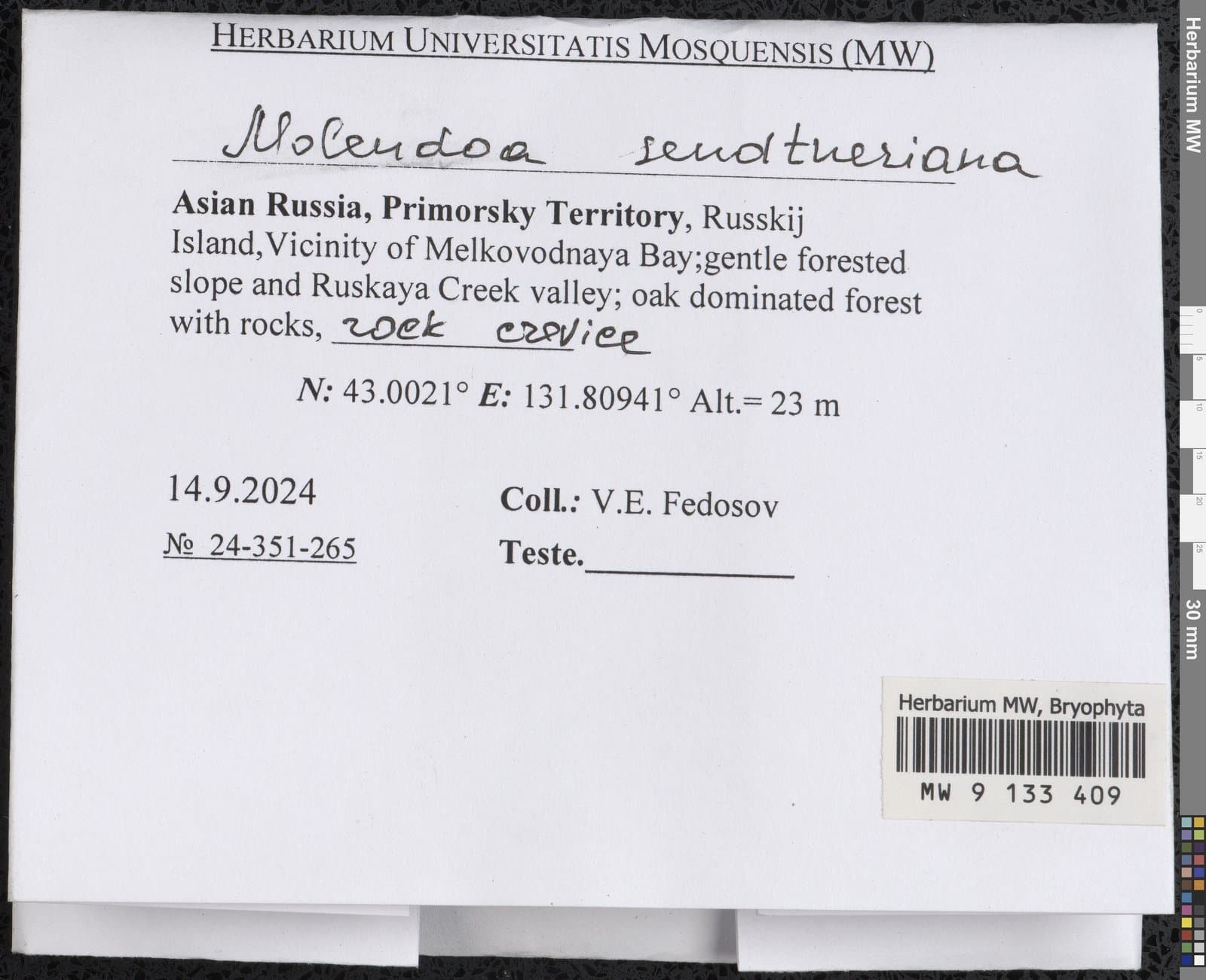 Molendoa sendtneriana (Bruch & Schimp.) Limpr.