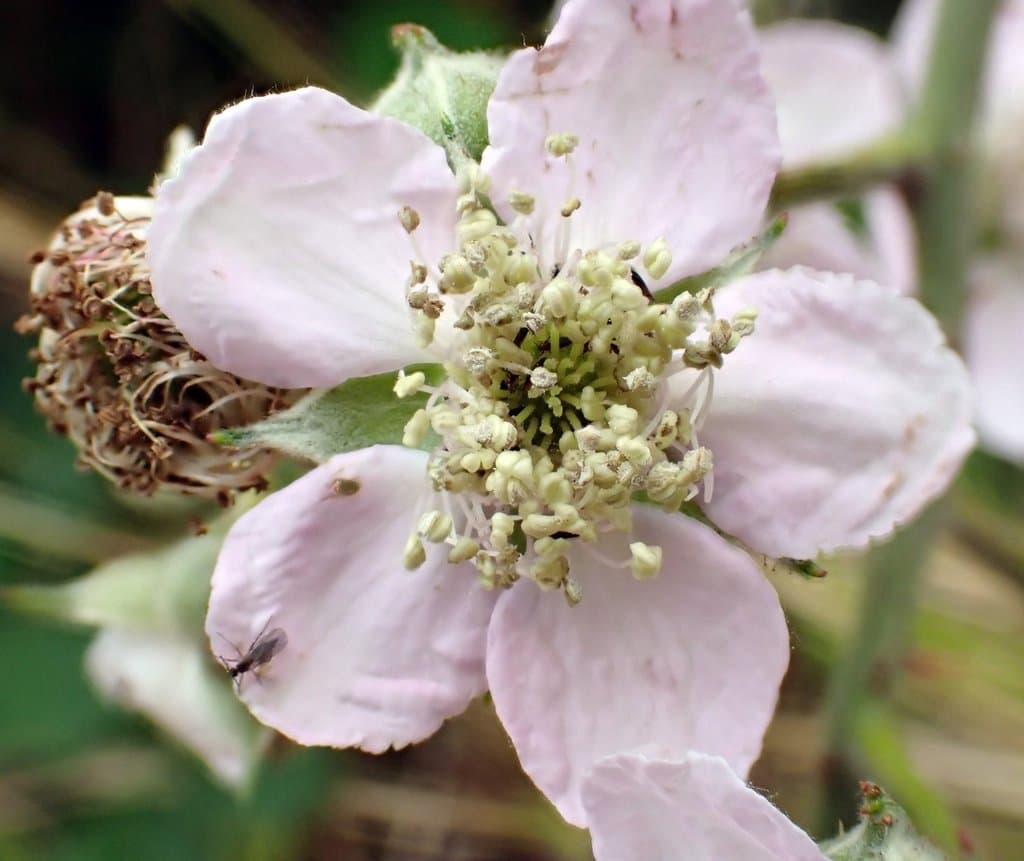 Rubus polyanthemus Lindeb.