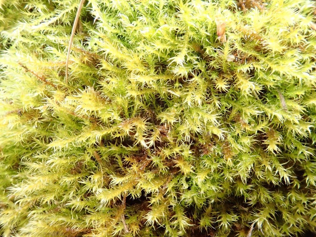Drepanocladus polygamus (Schimp.) Hedenäs