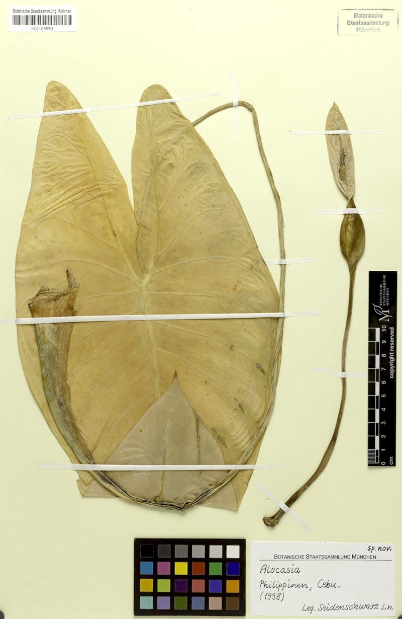 Alocasia boyceana A.Hay