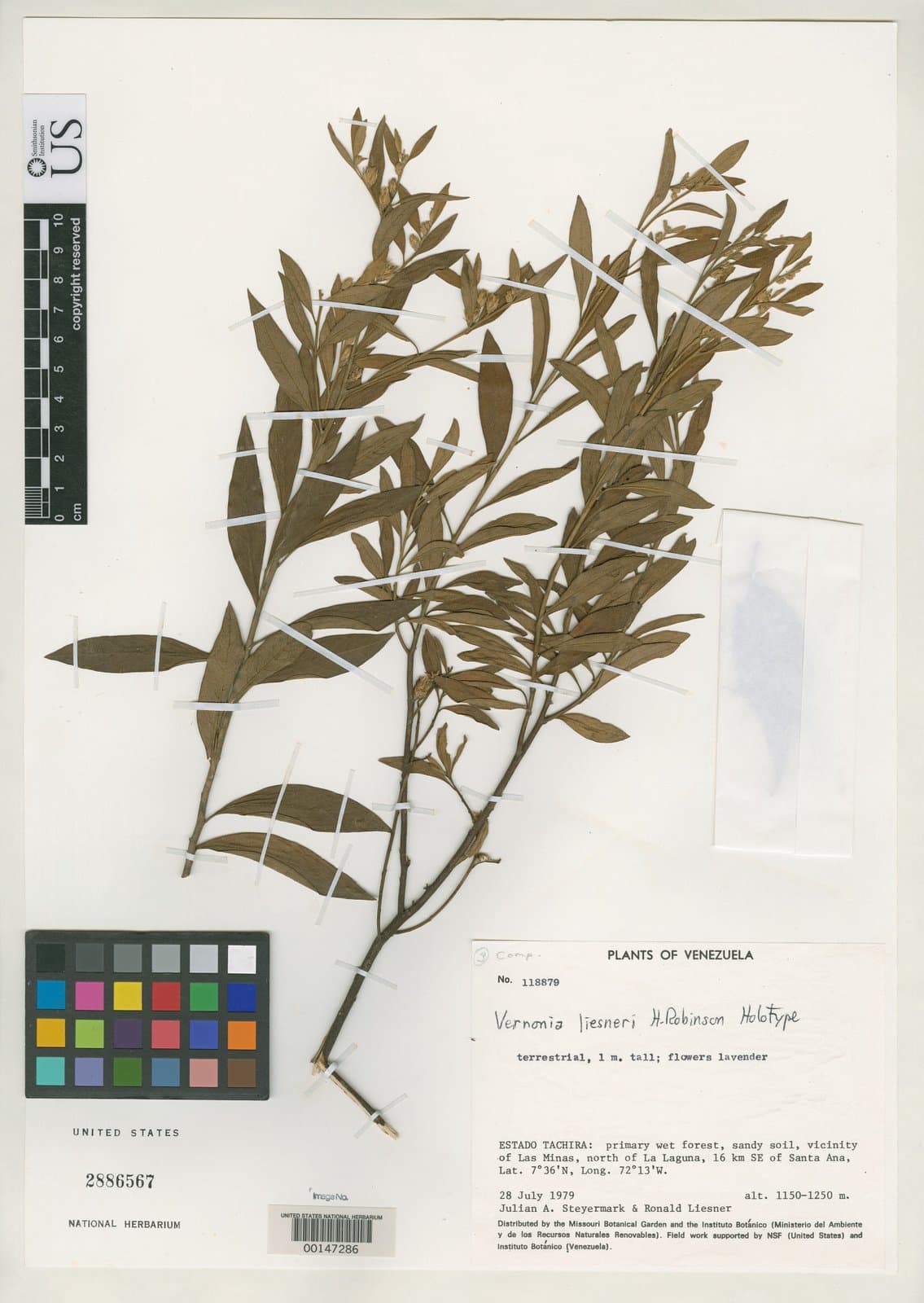 Lepidaploa marguana (Cuatrec.) H.Rob.