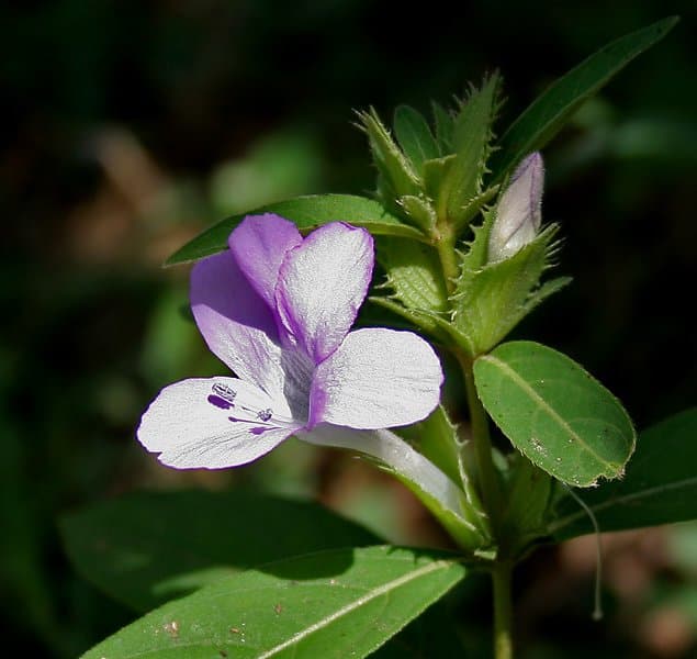 Barleria cristata L.
