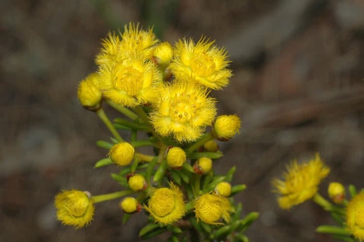 Verticordia galeata A.S.George