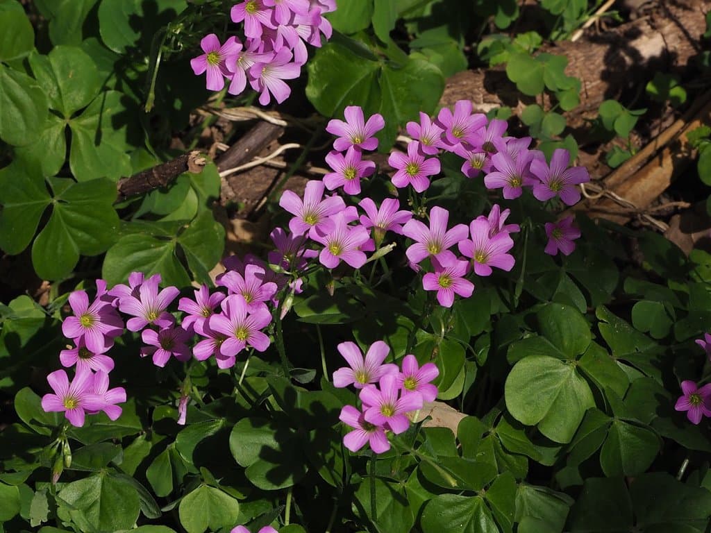 Oxalis debilis Kunth