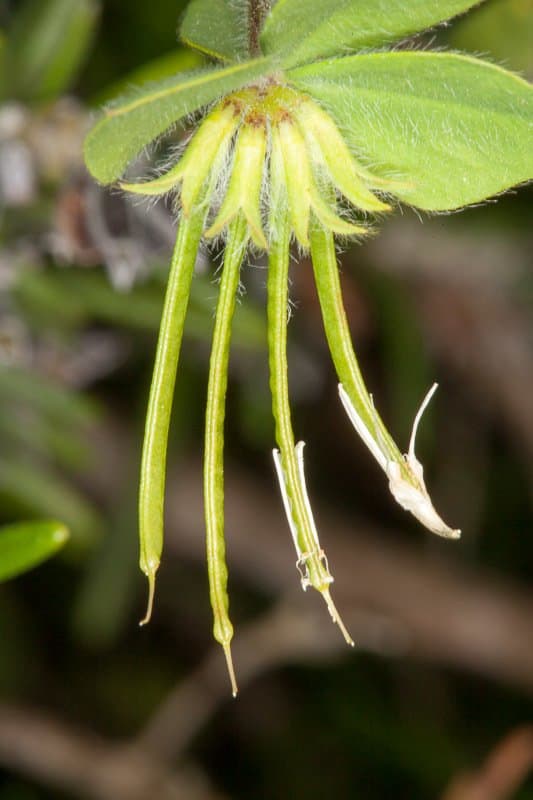 Lotus ornithopodioides L.