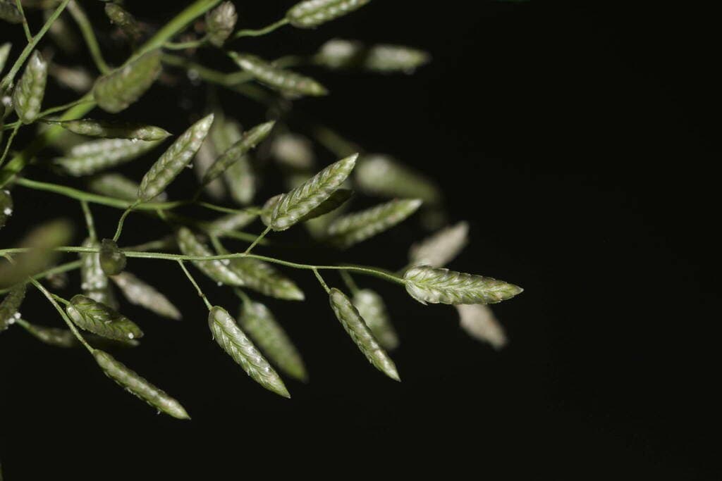 Eragrostis cilianensis (All.) Vignolo ex Janch.
