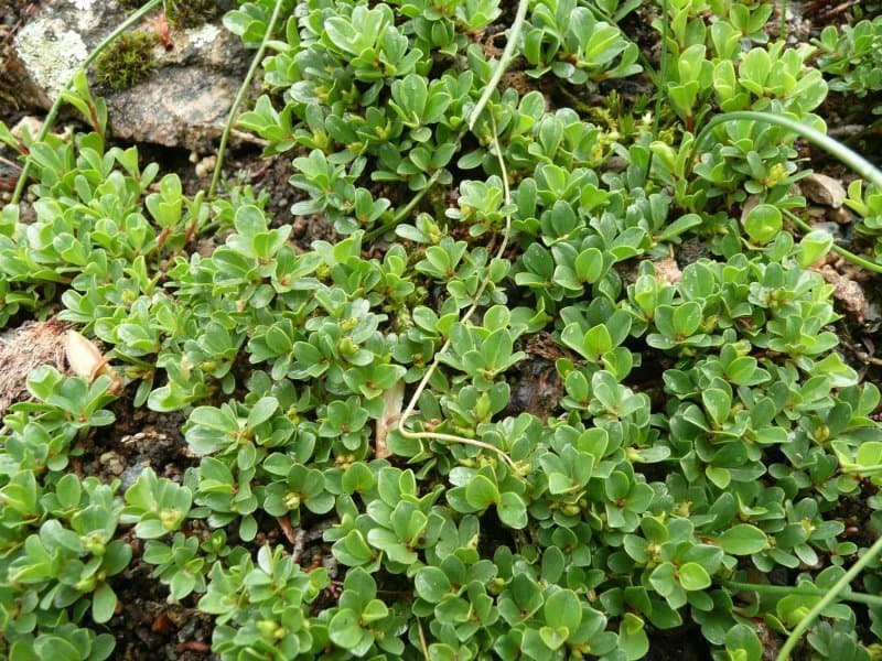 Salix serpillifolia Scop.