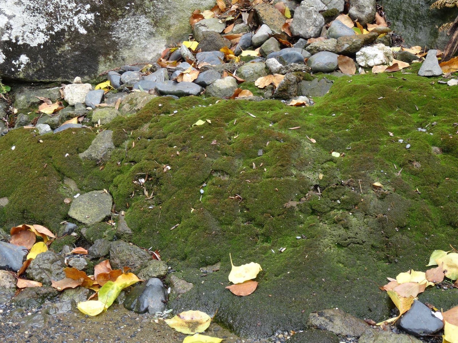 Scopelophila cataractae (Mitt.) Broth.