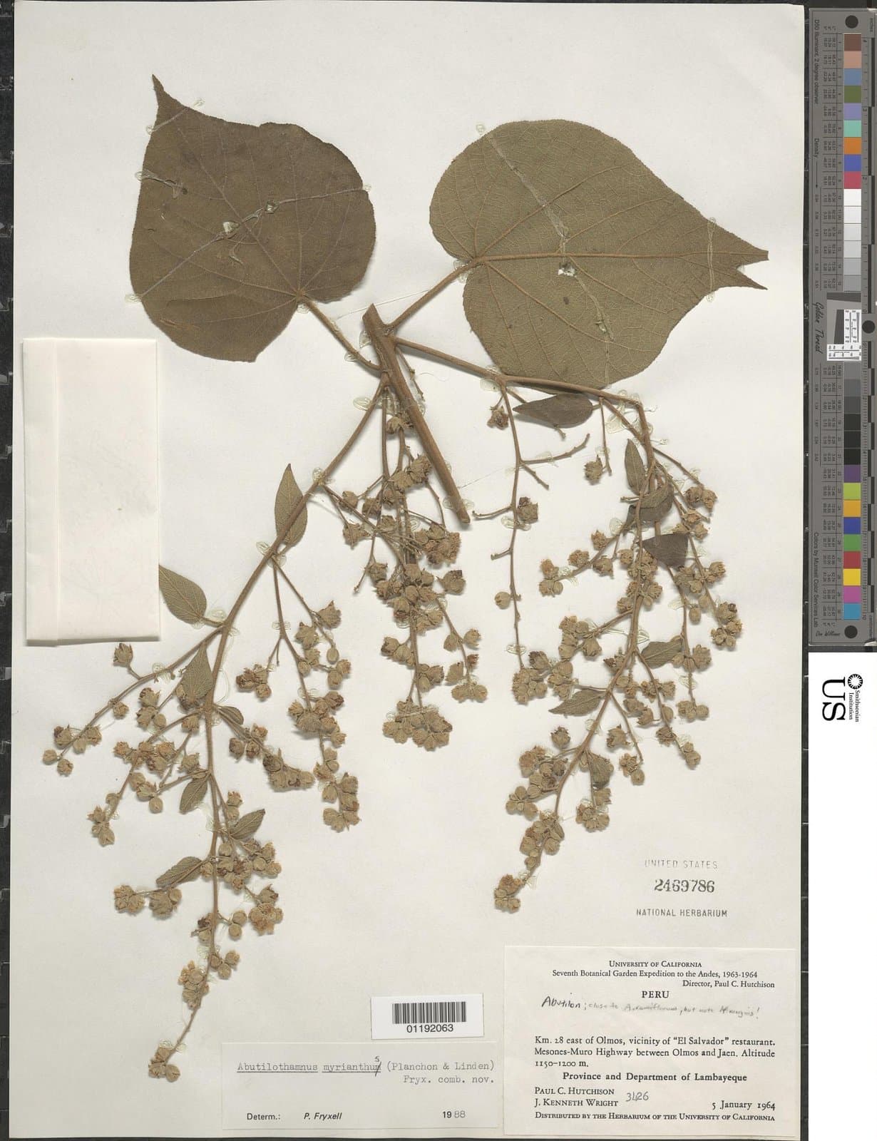 Bastardiopsis myrianthus (Triana & Planch.) Fuertes & Fryxell