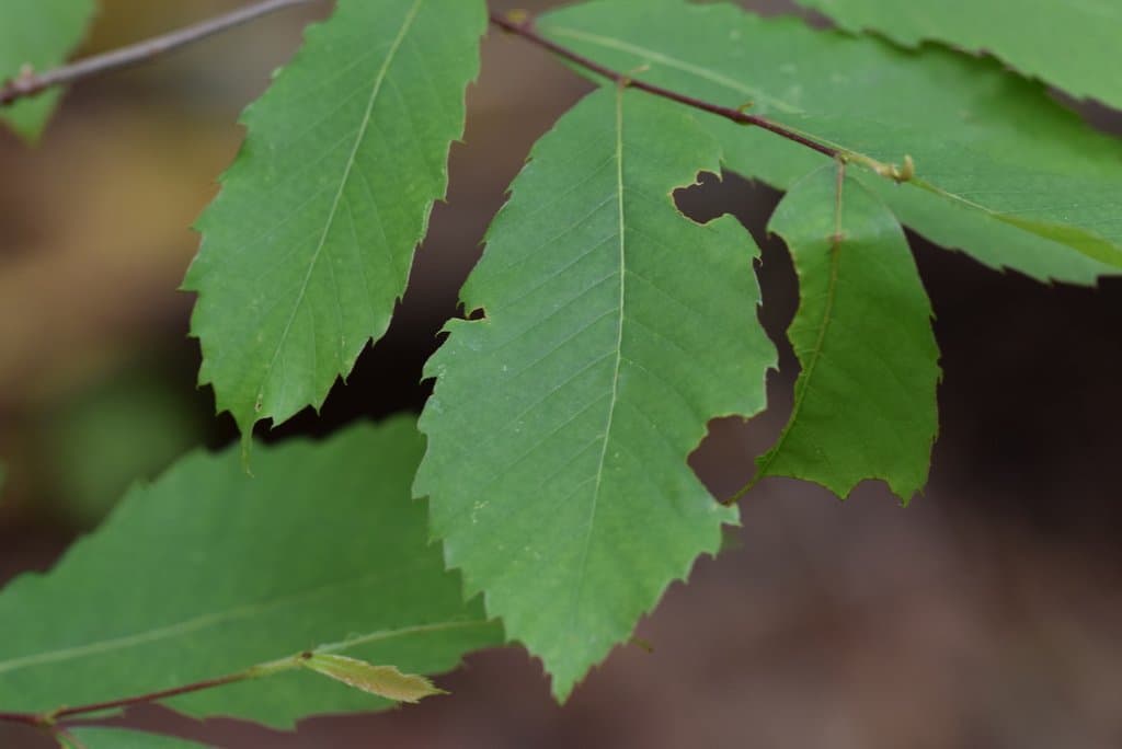 Castanea pumila (L.) Mill.