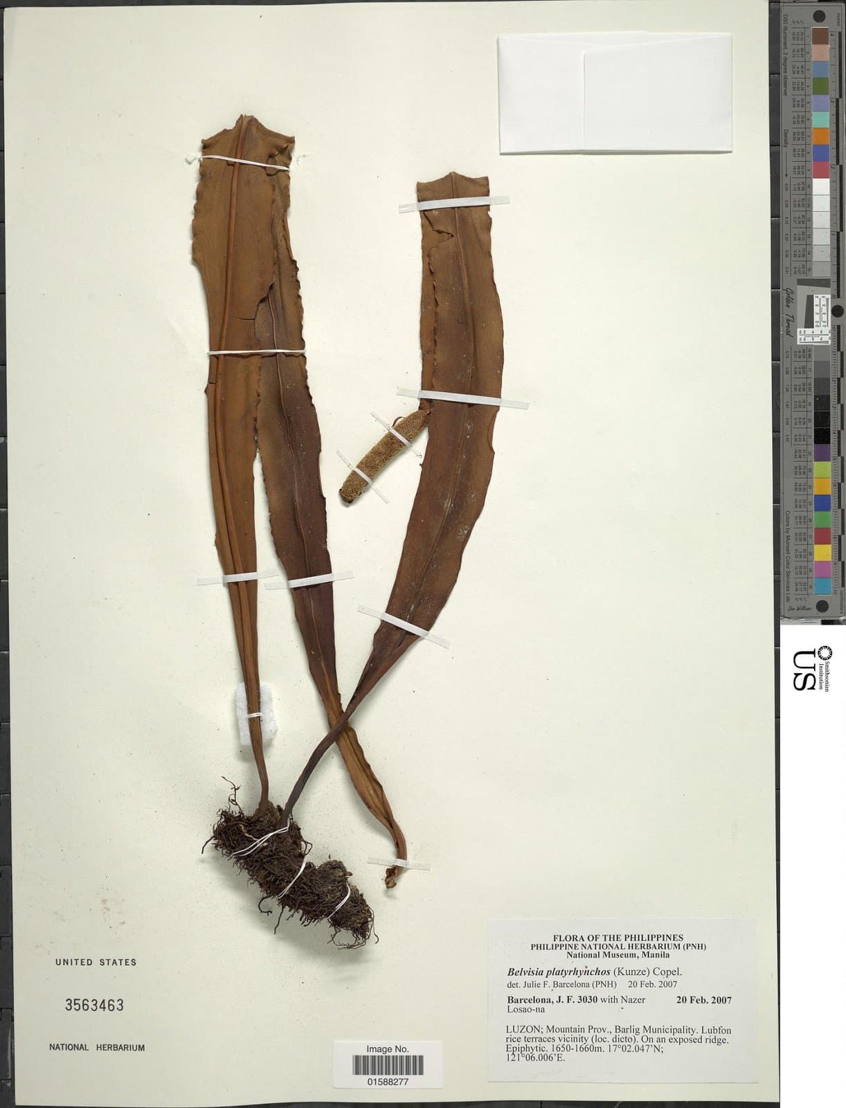 Lepisorus platyrhynchos (J.Sm. ex Kunze) Li Wang
