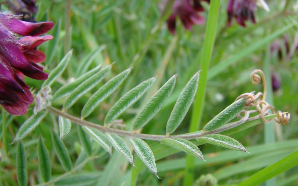 Vicia benghalensis L.