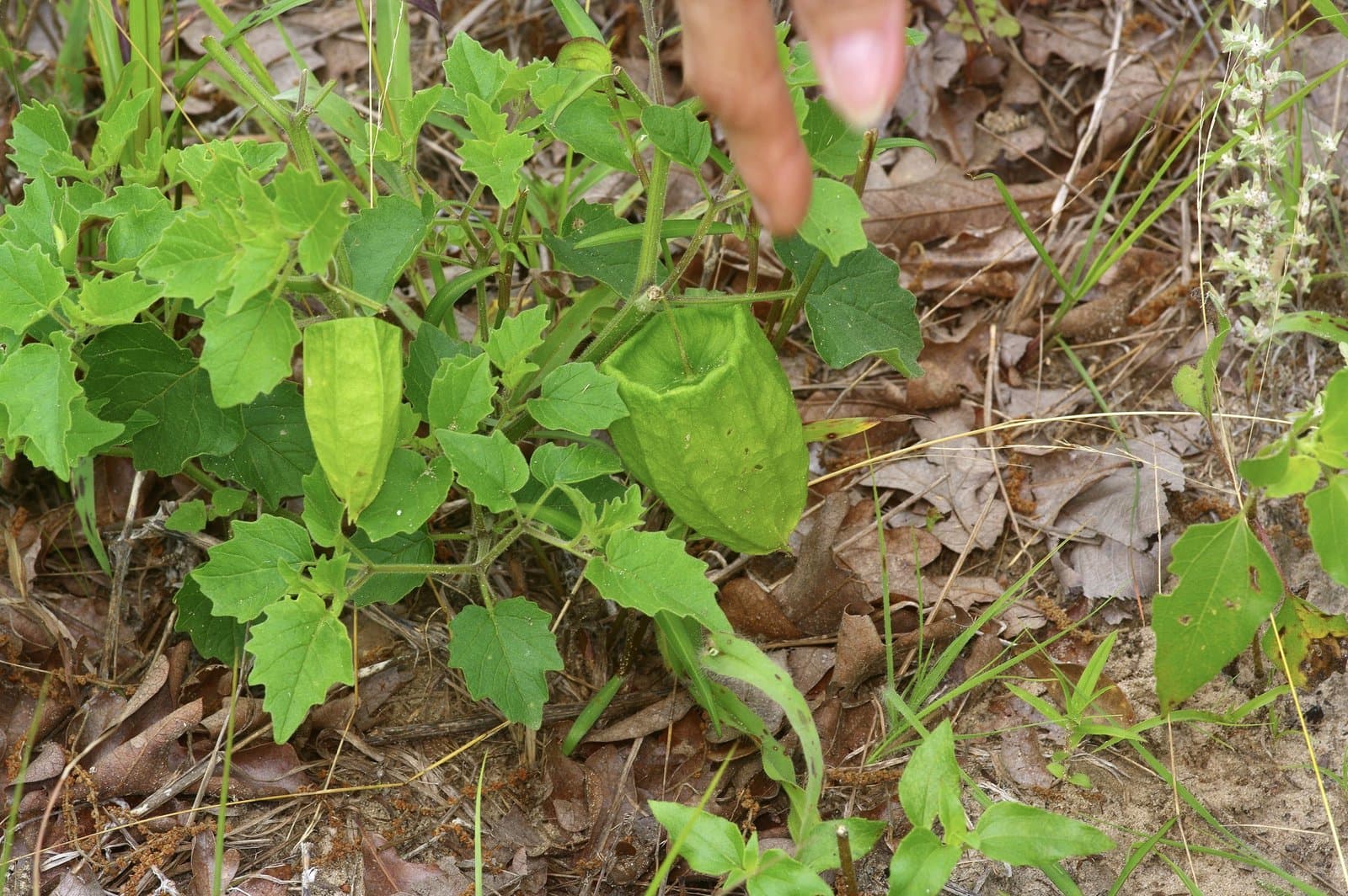 Physalis macrosperma Pyne, E.L.Bridges & Orzell