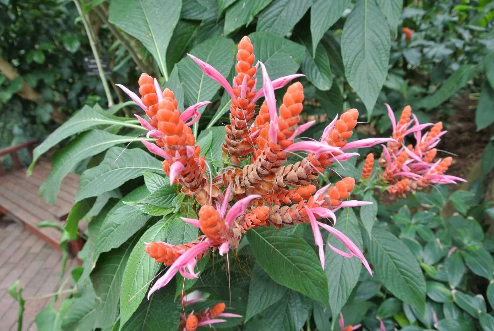 Aphelandra sinclairiana Nees