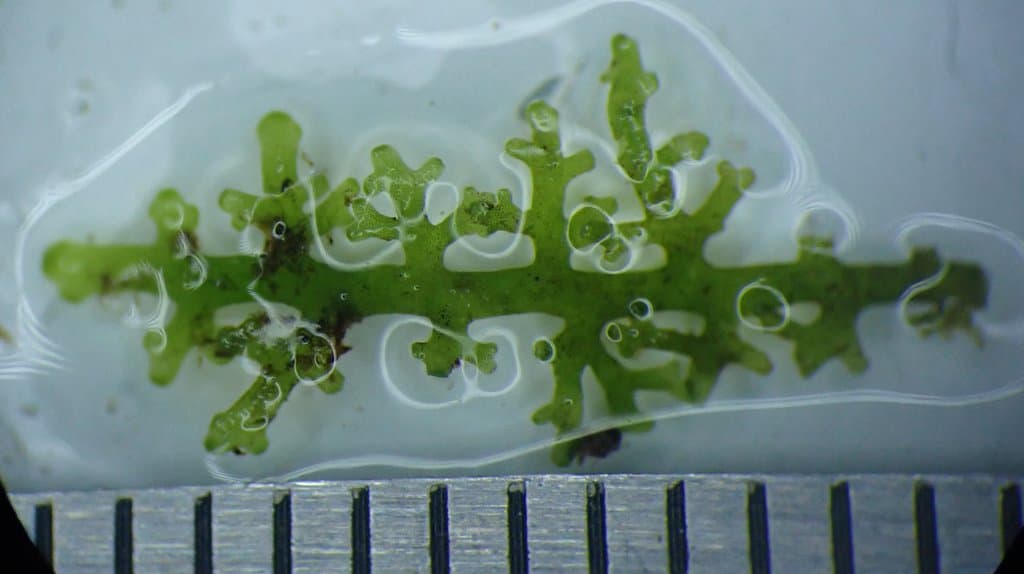 Riccardia chamedryfolia (With.) Grolle