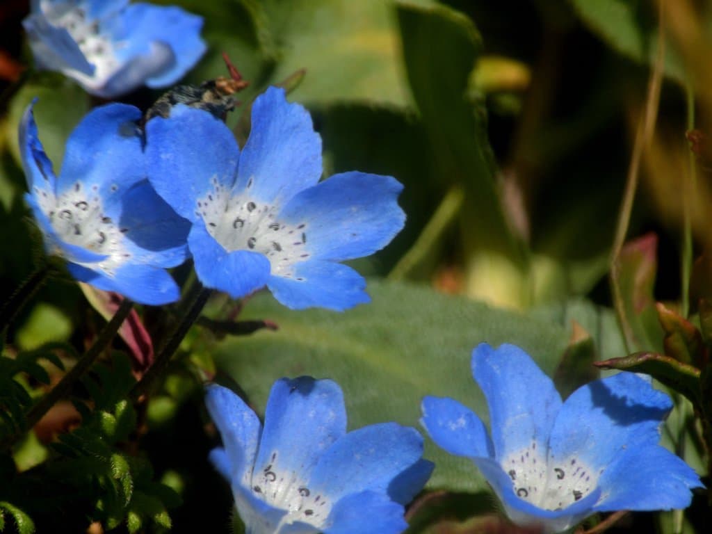 Nemophila menziesii Hook. & Arn.