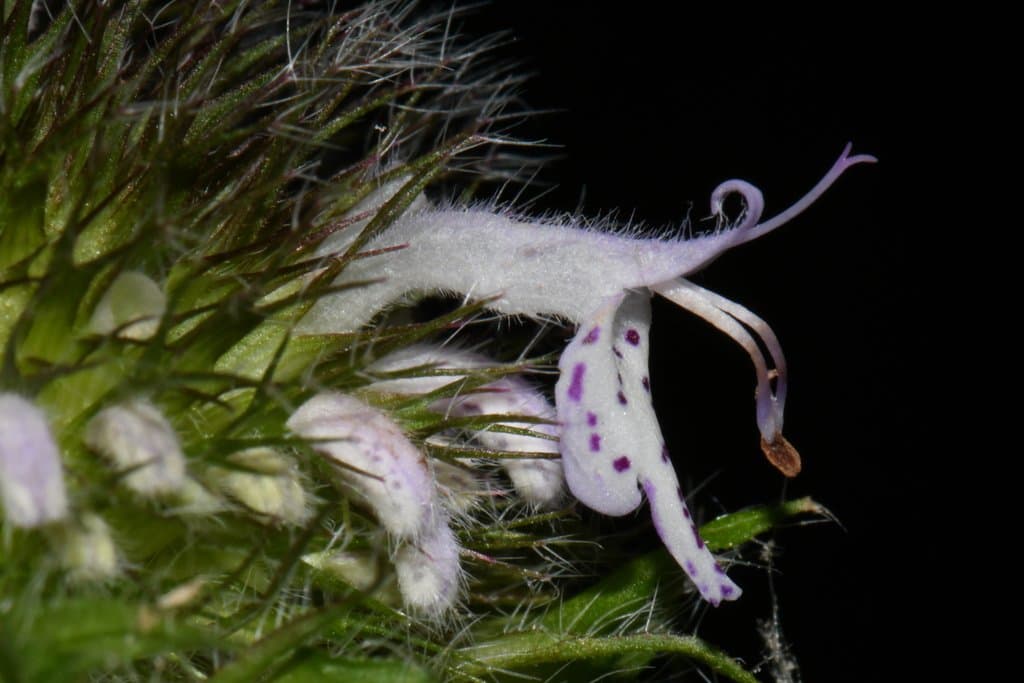 Blephilia woffordii Floden