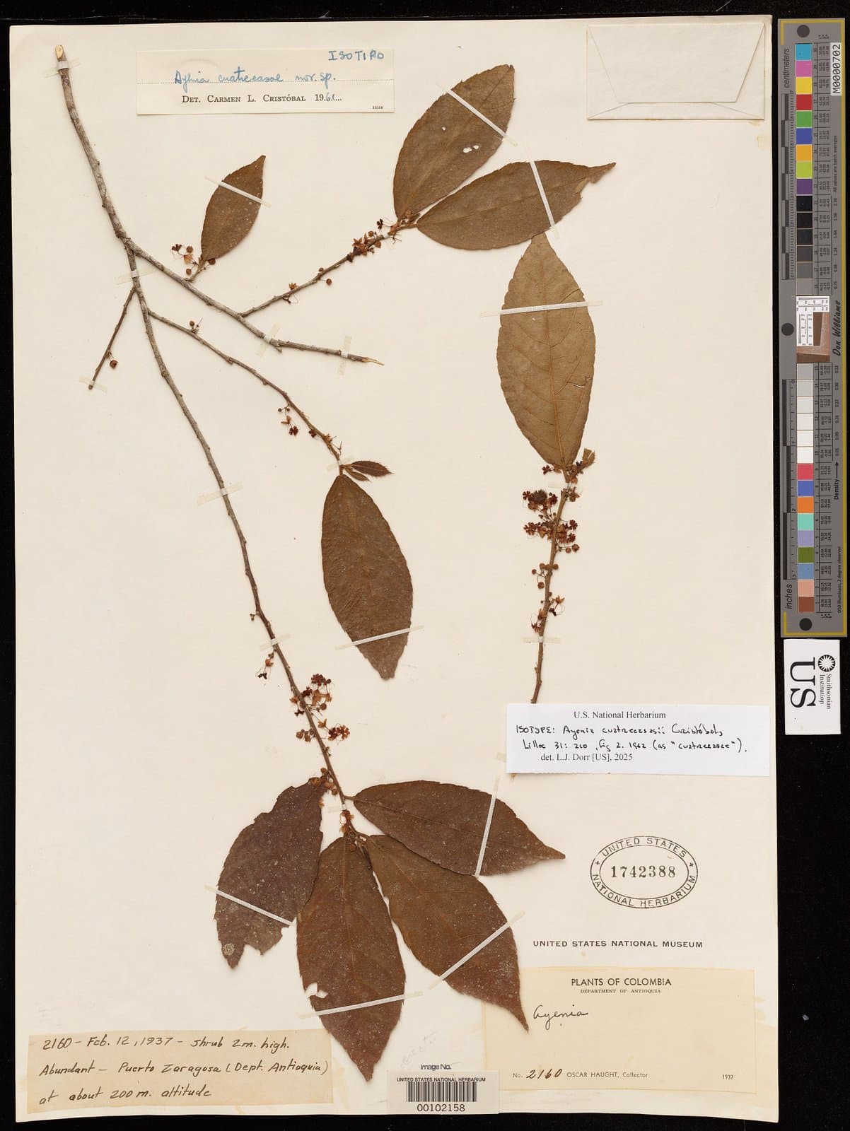 Ayenia cuatrecasasii Cristóbal