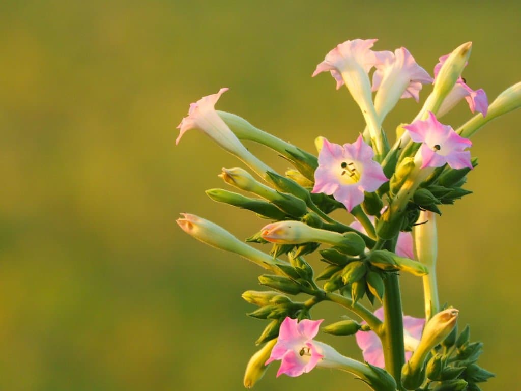 Nicotiana tabacum L.