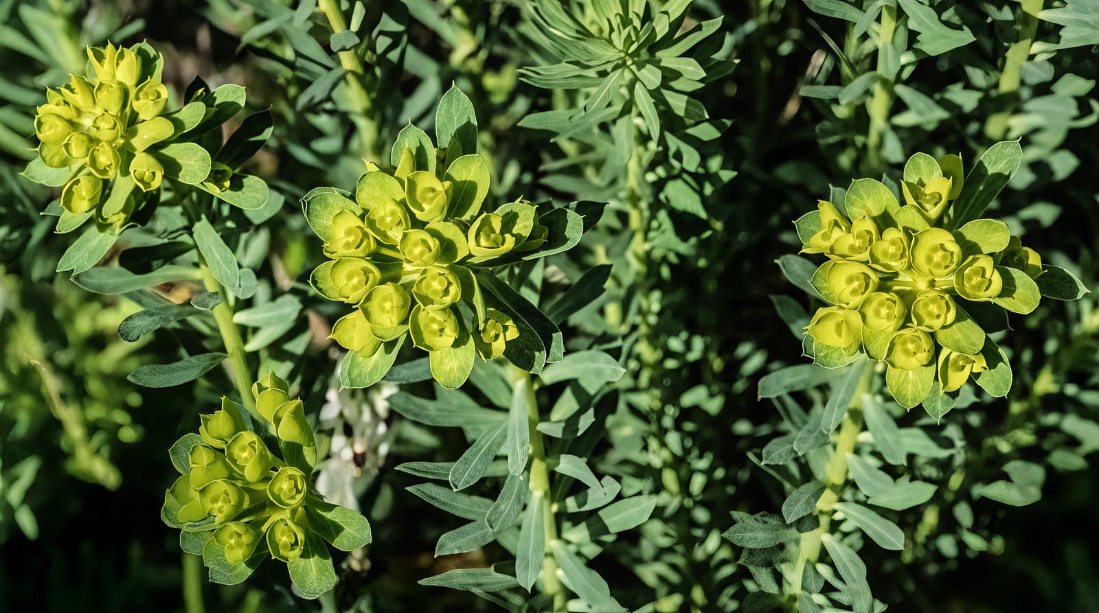 Euphorbia seguieriana Neck.