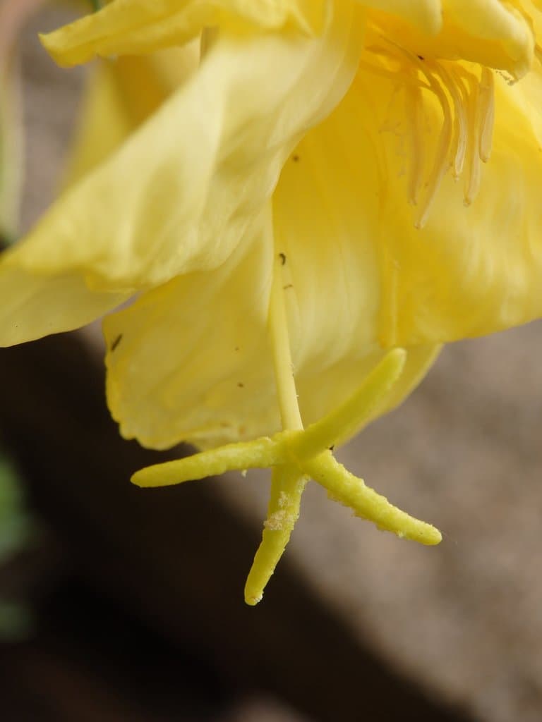 Oenothera glazioviana Micheli