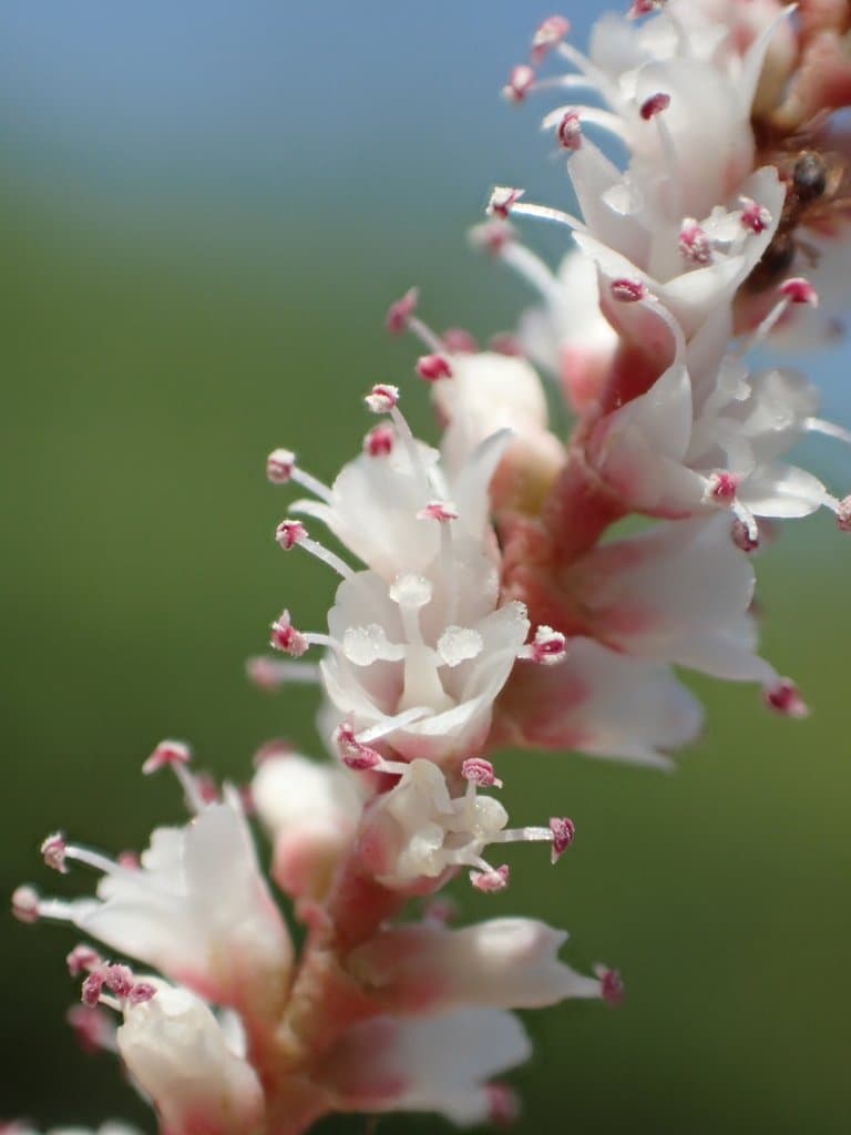Tamarix aphylla (L.) H.Karst.