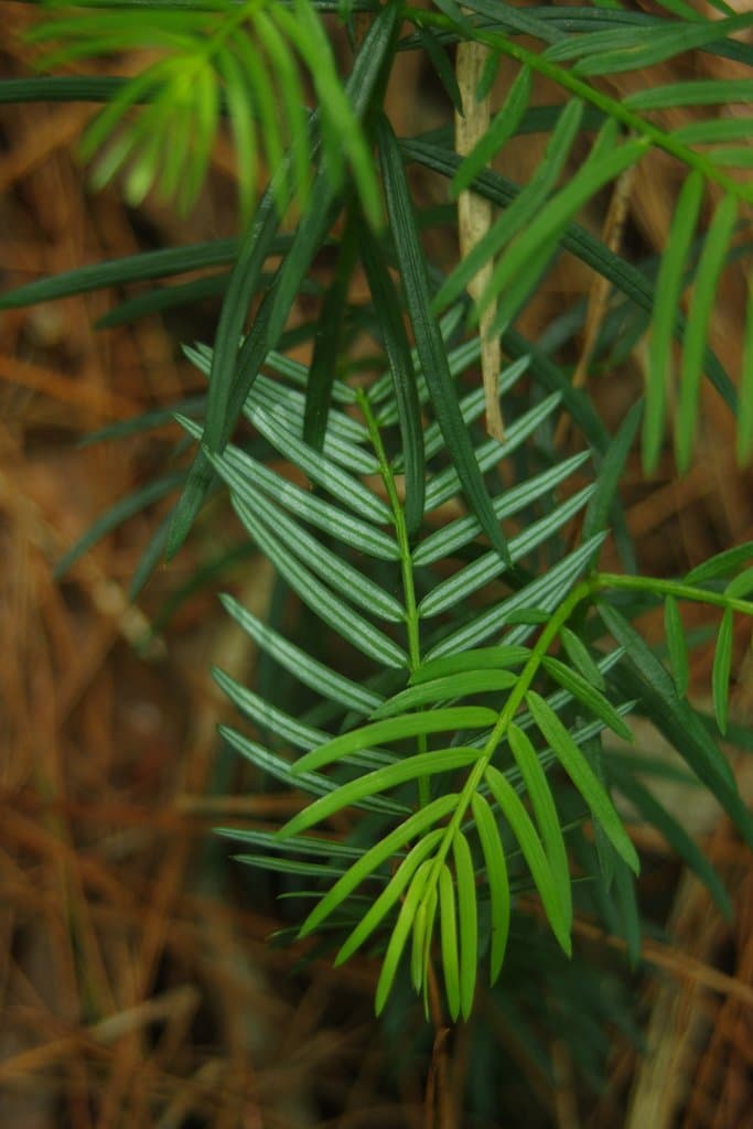 Cephalotaxus harringtonia (Knight ex J.Forbes) K.Koch