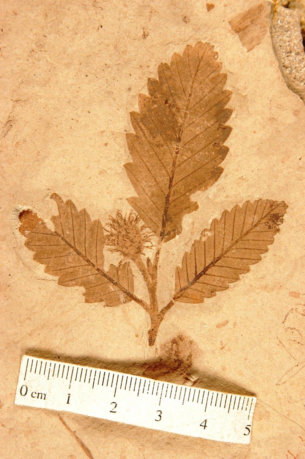 Fagopsis longifolia (Lesquereux, 1872)