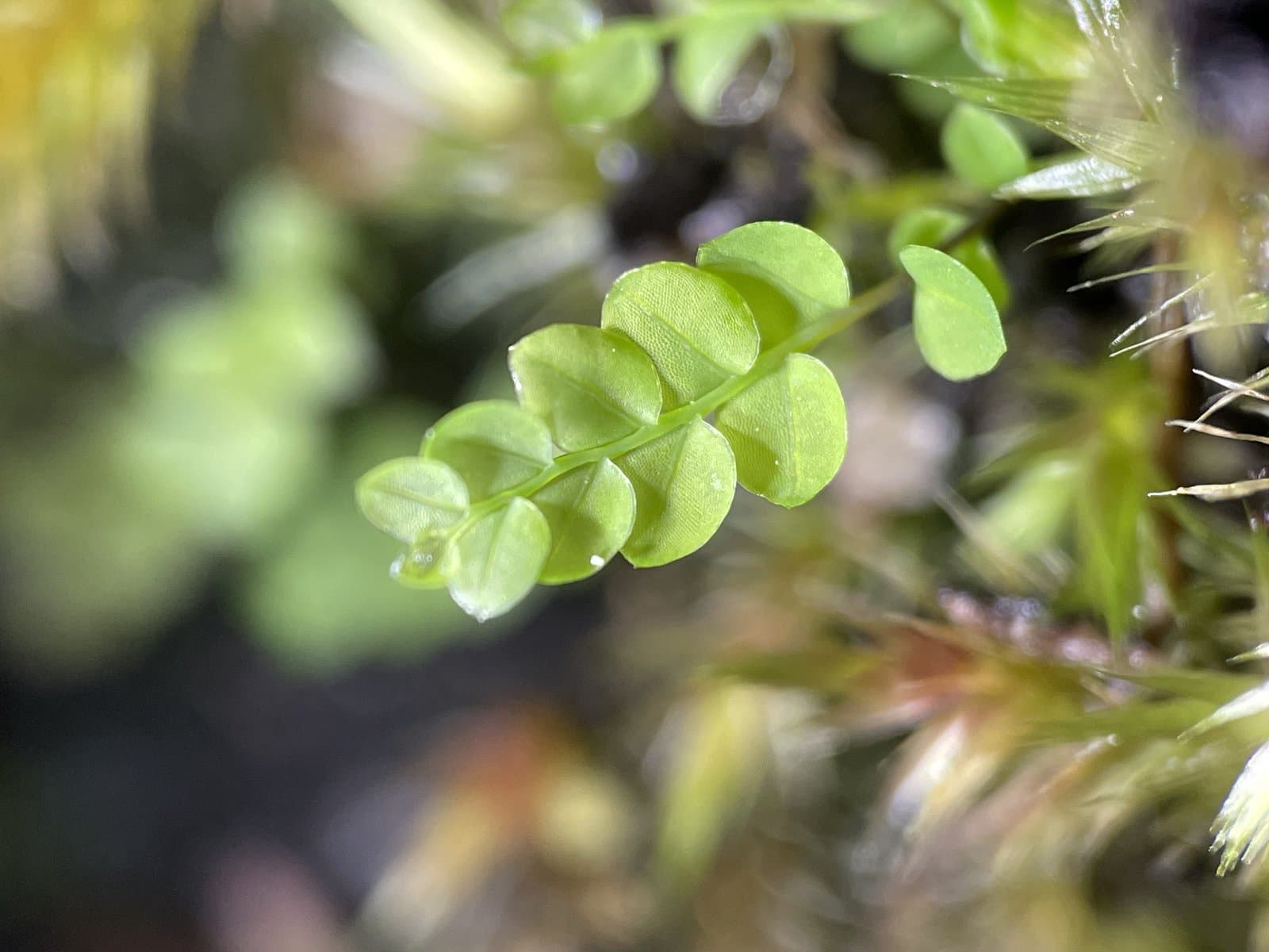 Cyrtomnium hymenophylloides (Huebener) T.J.Kop.