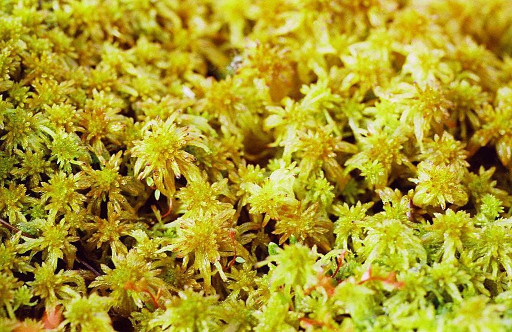 Sphagnum fallax (H.Klinggr.) H.Klinggr.