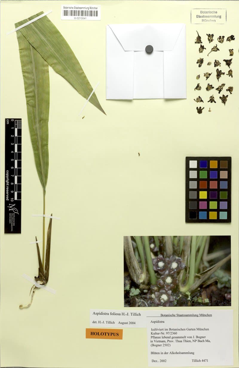 Aspidistra foliosa Tillich