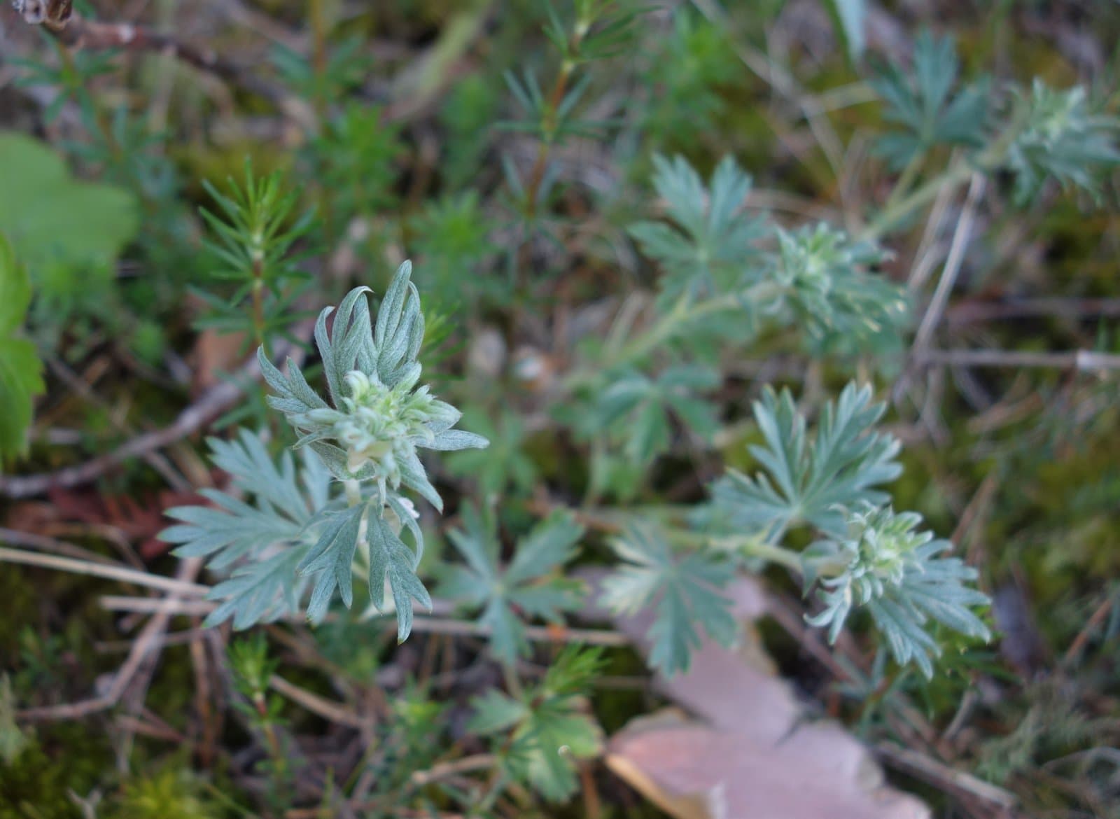 Potentilla neglecta Baumg.