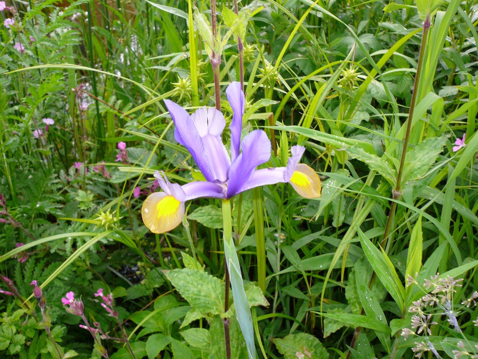 Iris xiphium L.