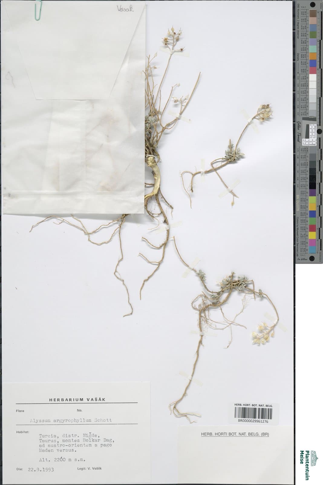 Alyssum argyrophyllum Schott & Kotschy