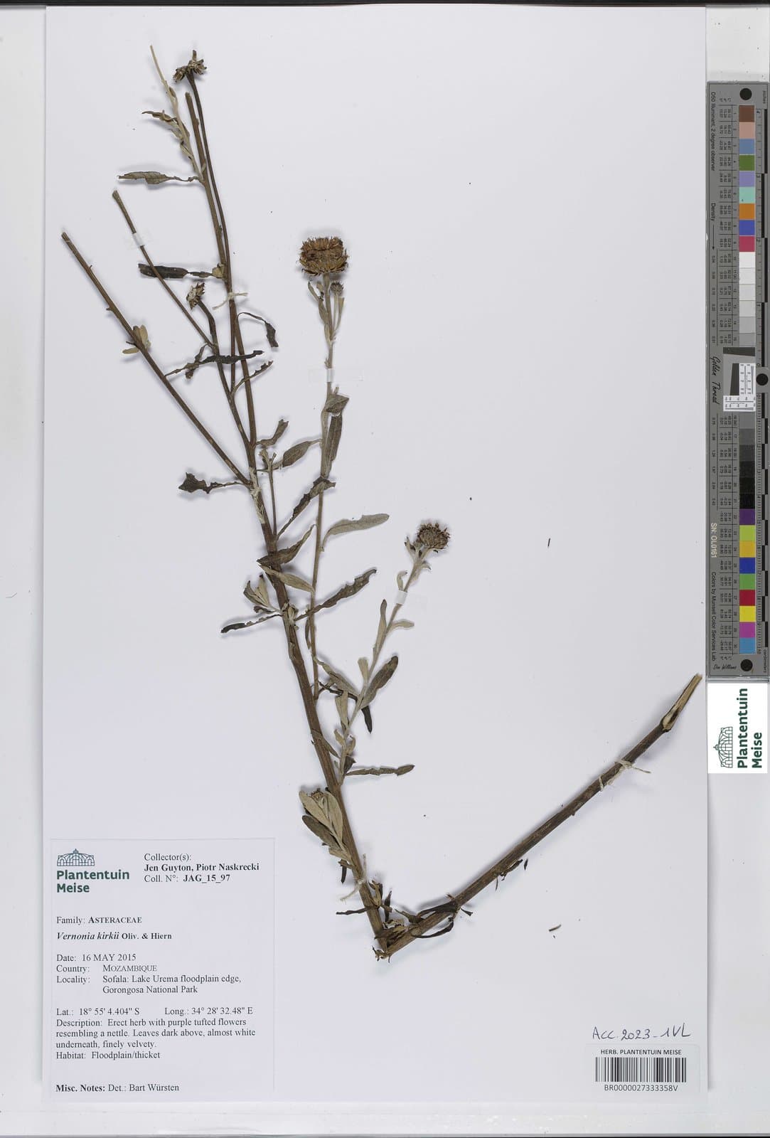 Vernonella kirkii (Oliv. & Hiern) H.Rob. & Skvarla