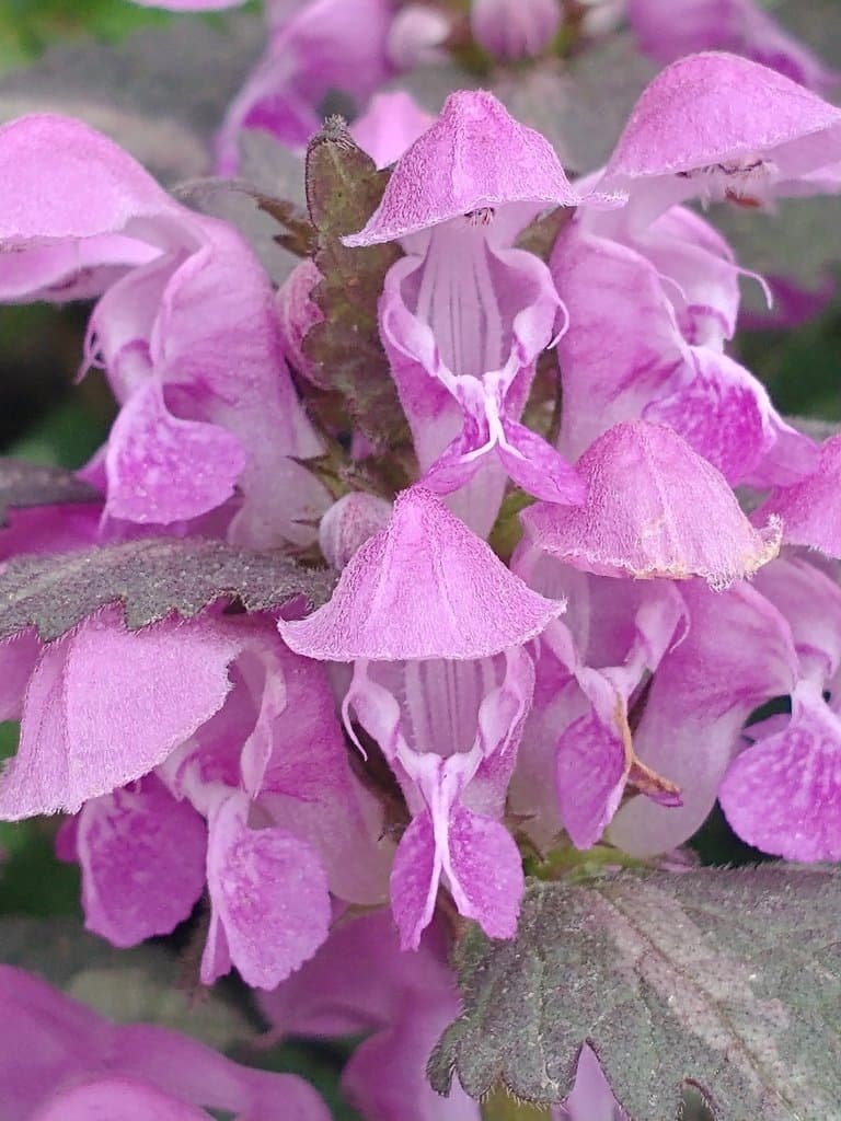 Lamium maculatum (L.) L.