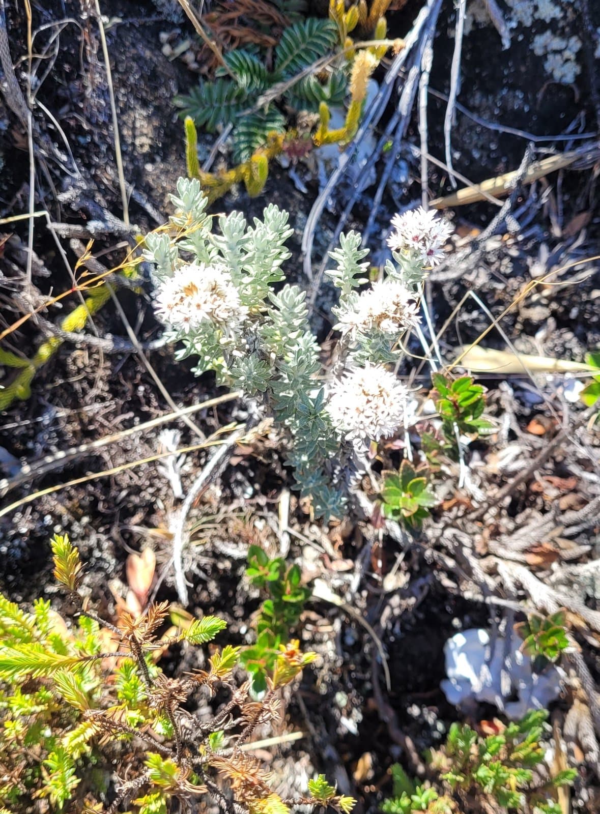 Gnaphaliothamnus lavandulifolius (Kunth) G.L.Nesom