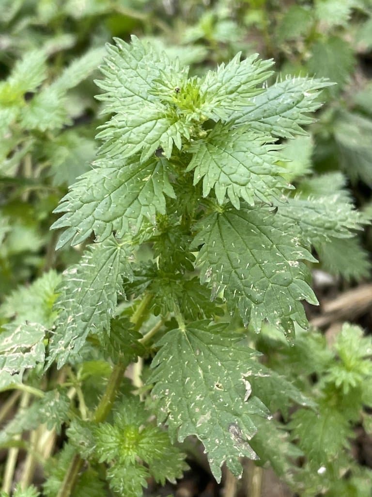 Urtica urens L.