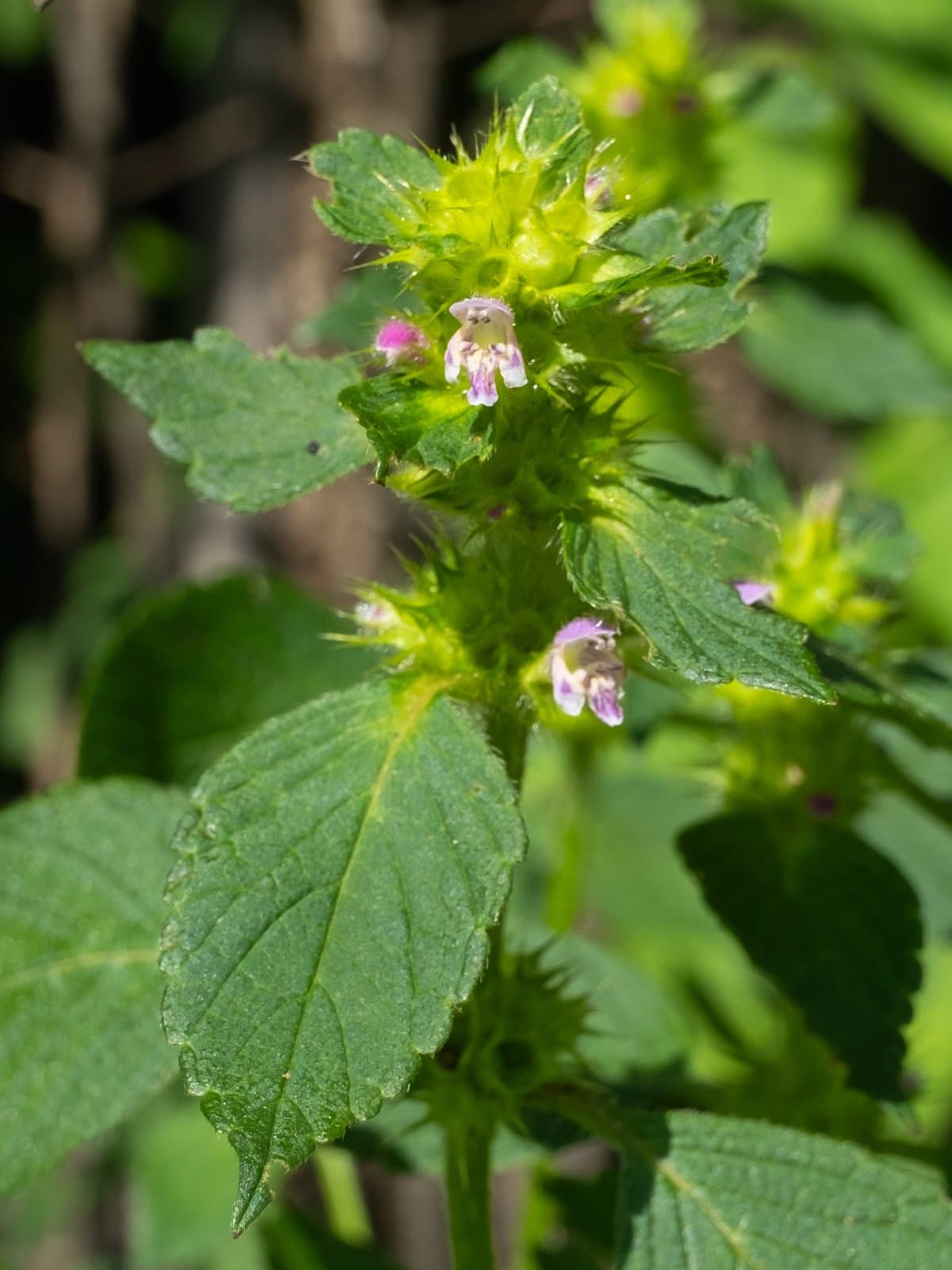 Galeopsis bifida Boenn.