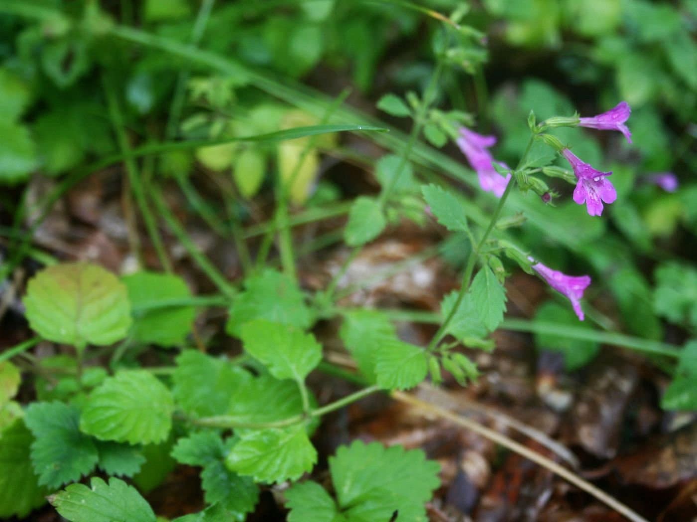 Clinopodium grandiflorum (L.) Kuntze