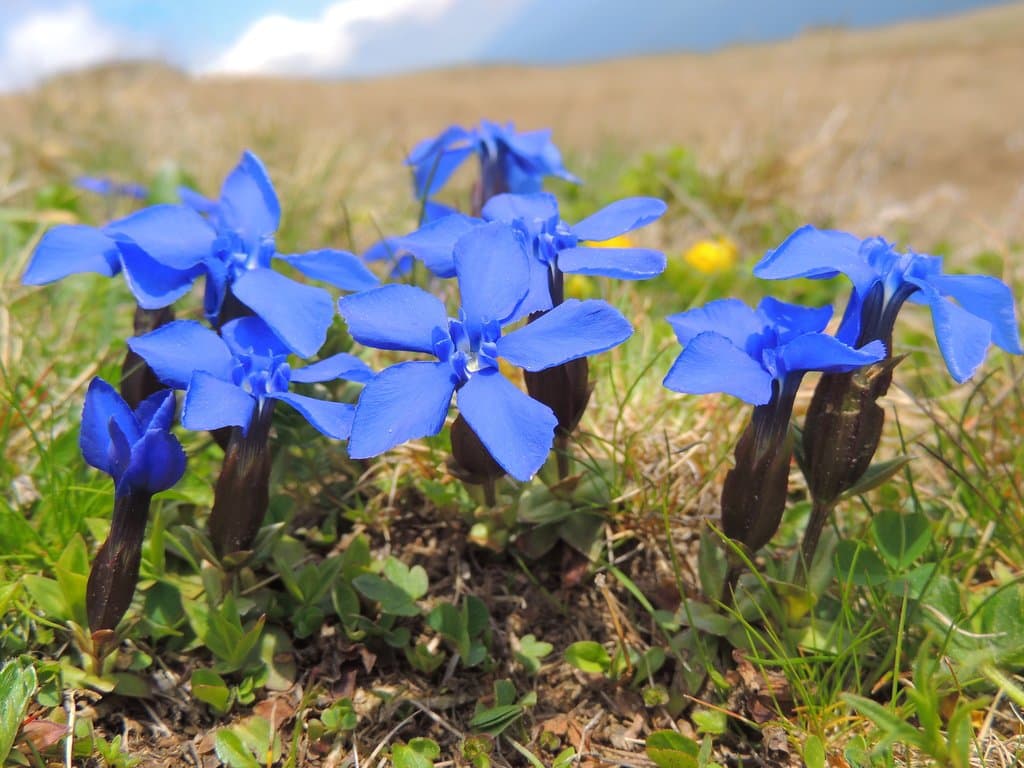 Gentiana verna L.