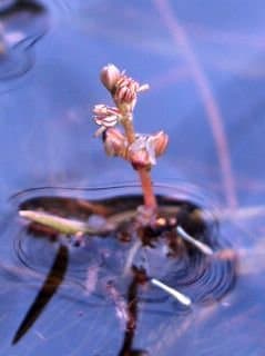 Myriophyllum alterniflorum DC.
