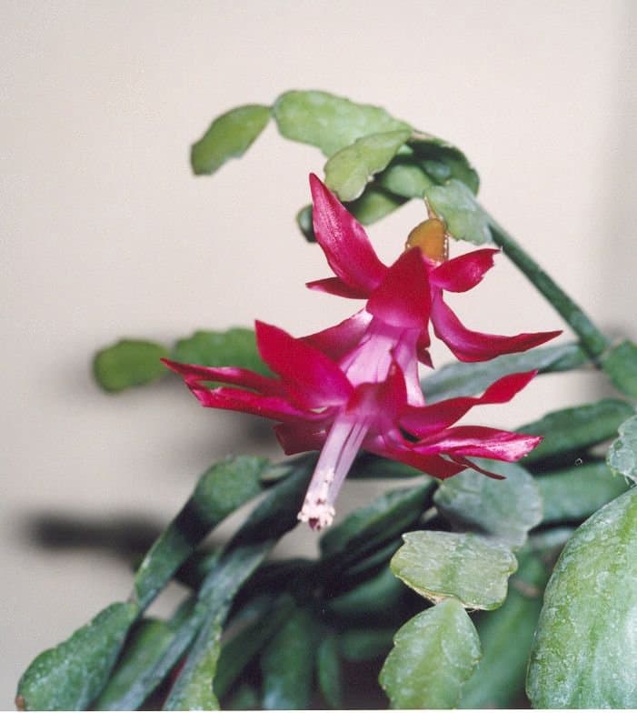 Schlumbergera ×buckleyi (T.Moore) Tjaden