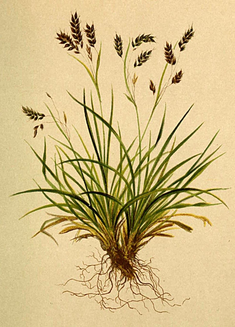 Carex capillaris L.