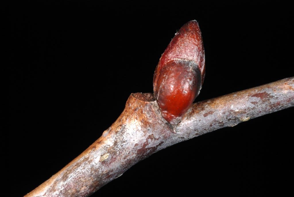 Tilia americana L.