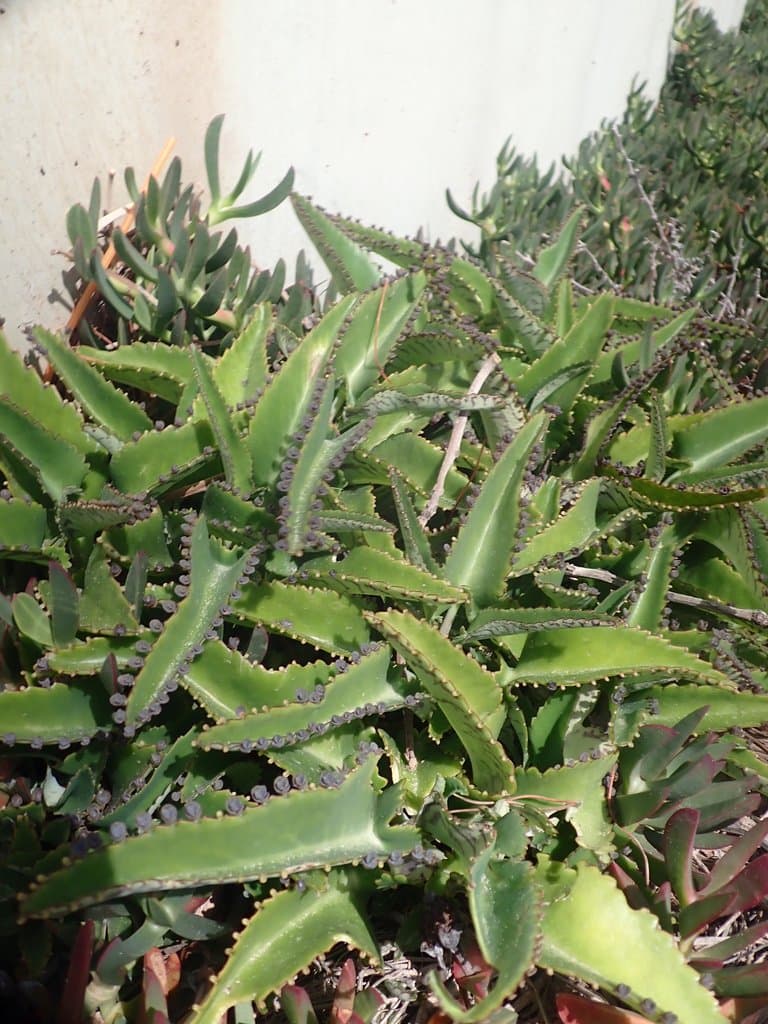 Kalanchoe daigremontiana Raym.-Hamet & H.Perrier