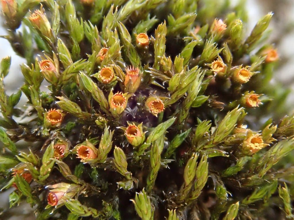 Schistidium apocarpum (Hedw.) Bruch & Schimp.
