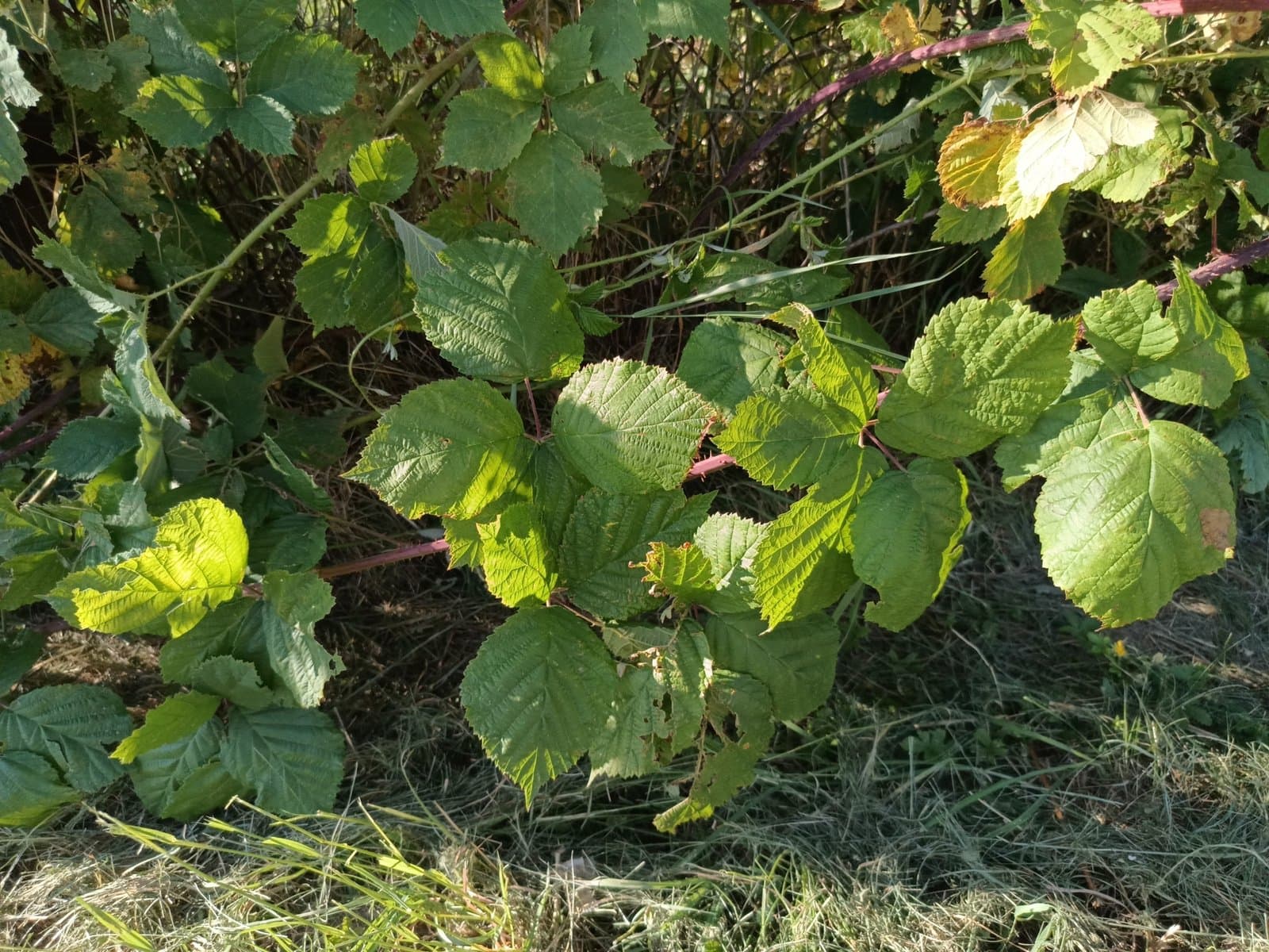 Rubus franconicus H.E.Weber