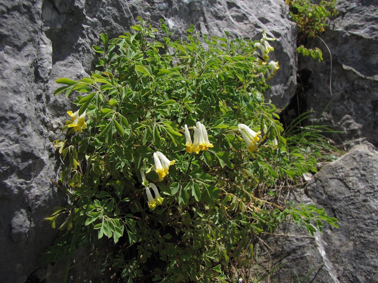 Pseudofumaria alba (Mill.) Lidén